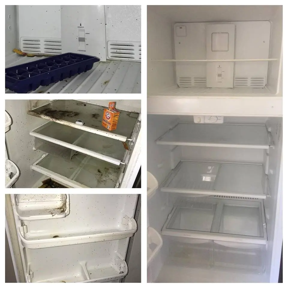 Clean refrigerator gaskets, a common mildew hotspot, cleaned by Orchid Cleaning Service